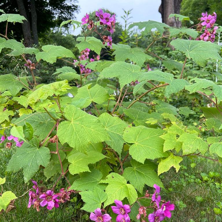 Rubus odoratus