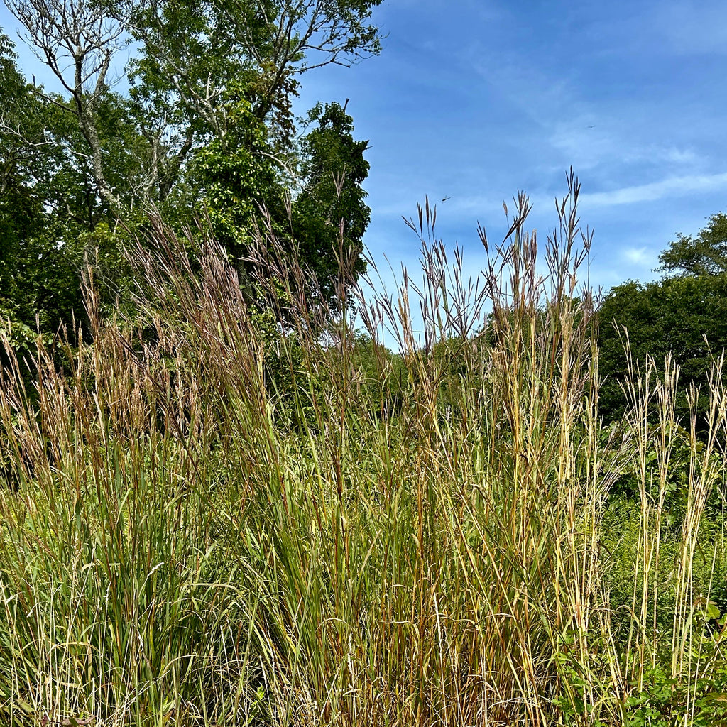 Andropogon gerardii