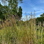 Andropogon gerardii