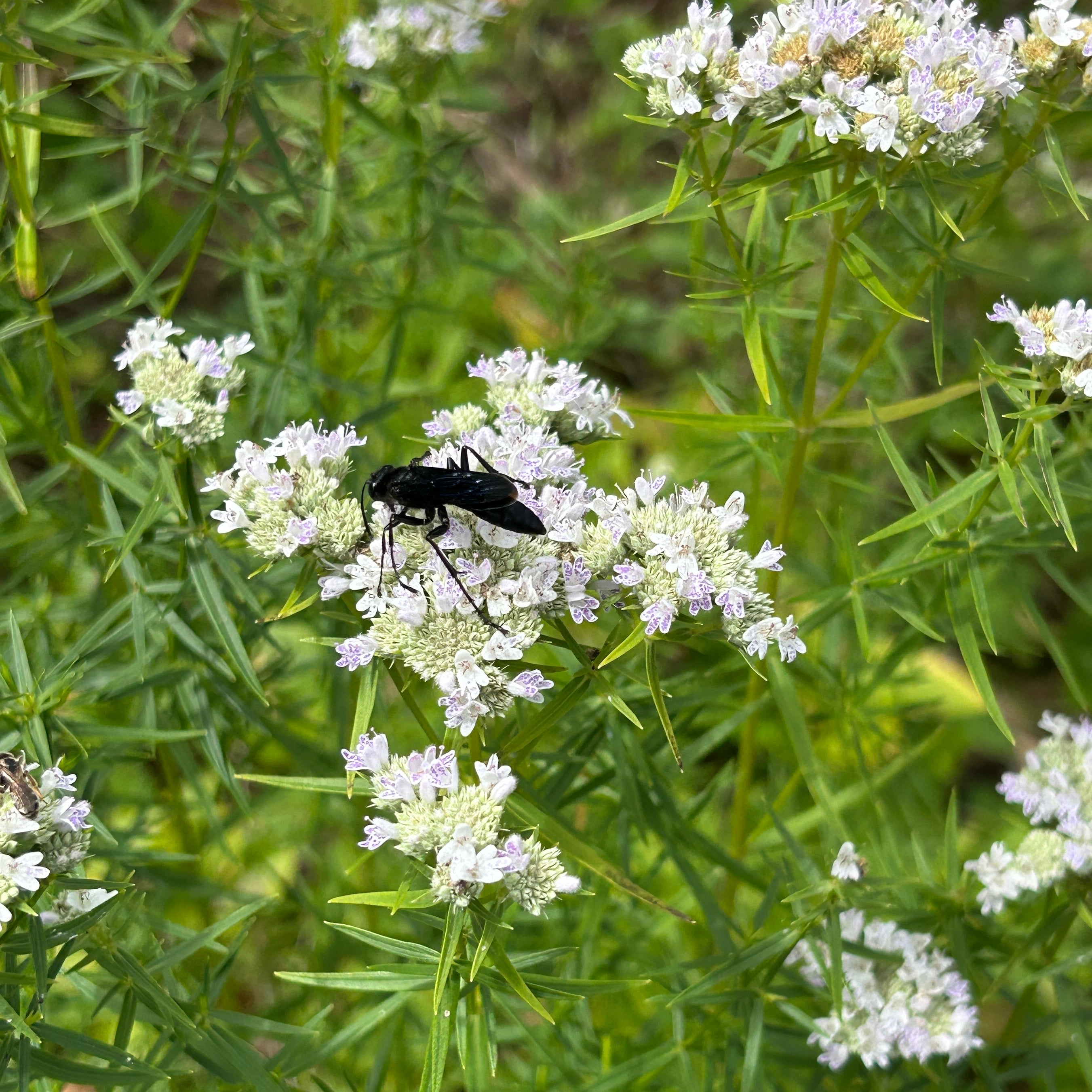 Pycnanthemum tenuifolium