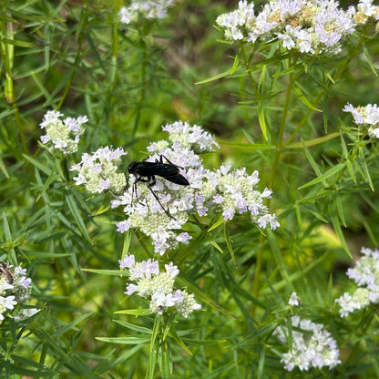 Pycnanthemum tenuifolium