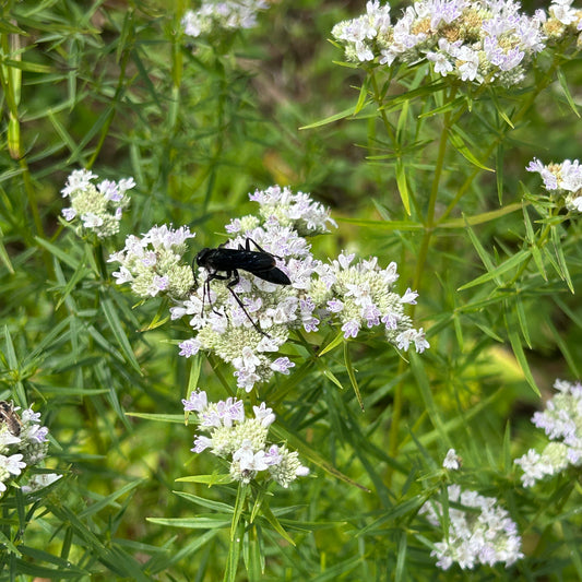 Pycnanthemum tenuifolium