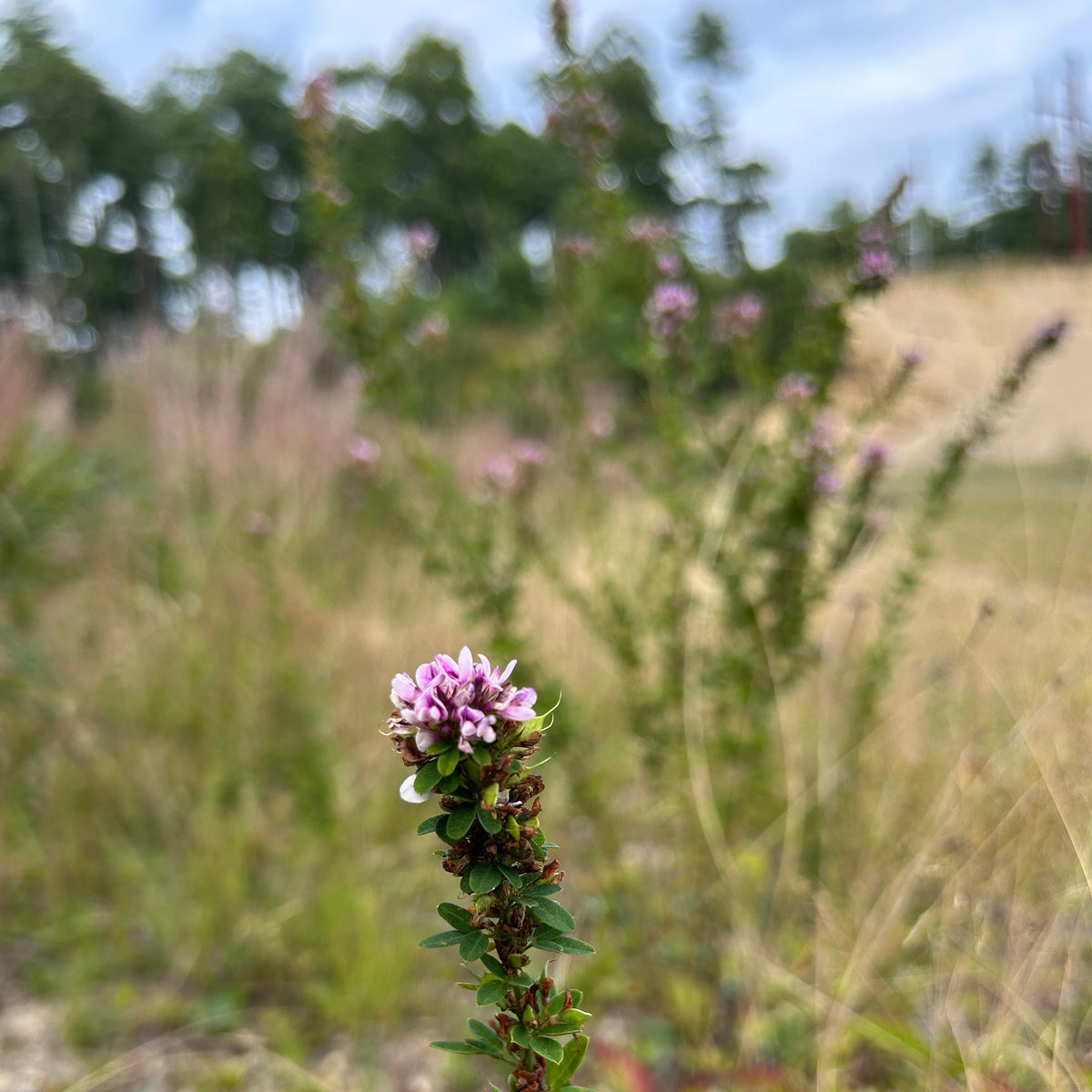 Lespedeza violacea