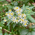 Doellingeria umbellata