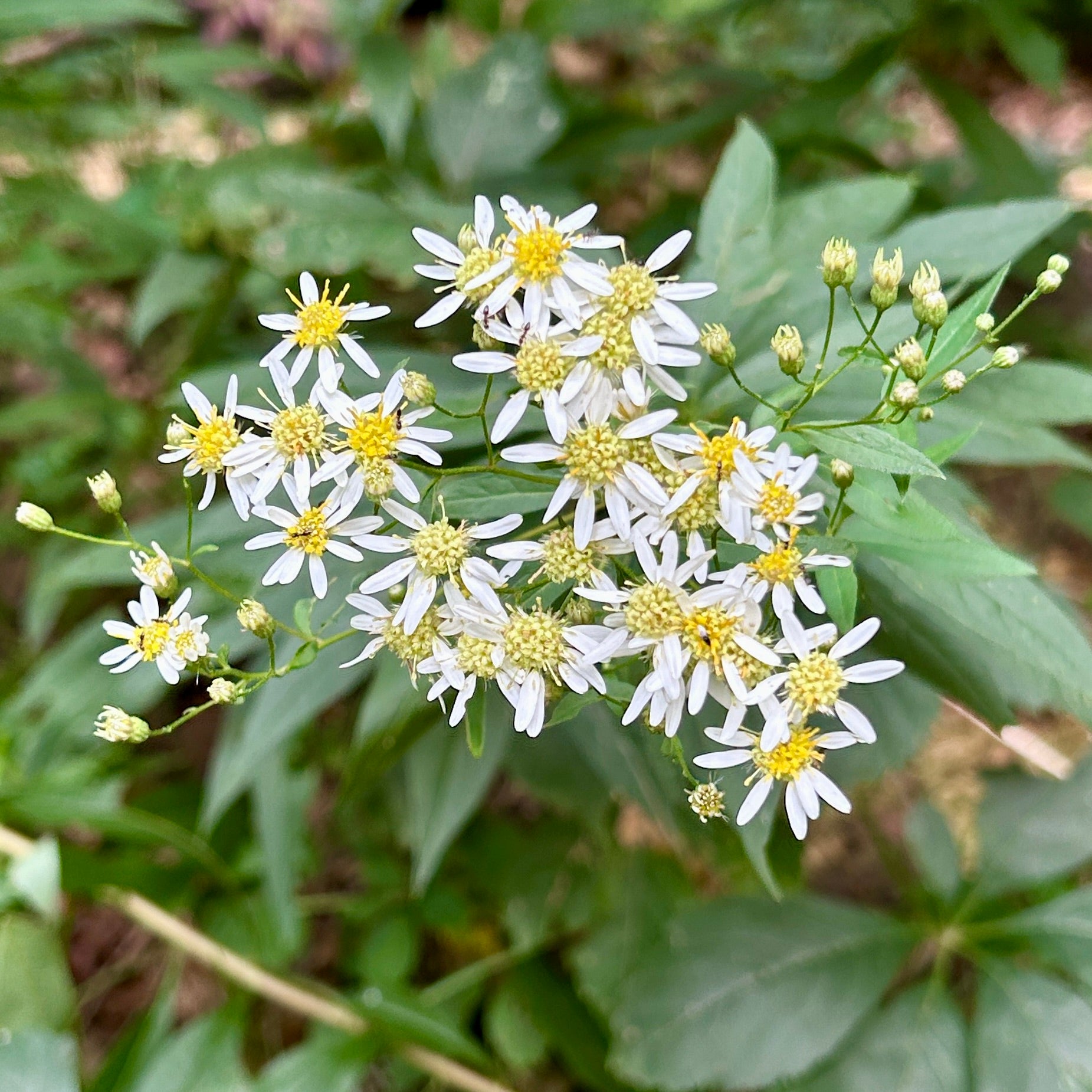 Doellingeria umbellata