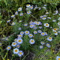 Ionactis linariifolia