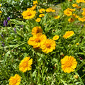 Coreopsis lanceolata