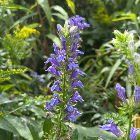 Lobelia siphilitica