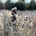 Lespedeza capitata
