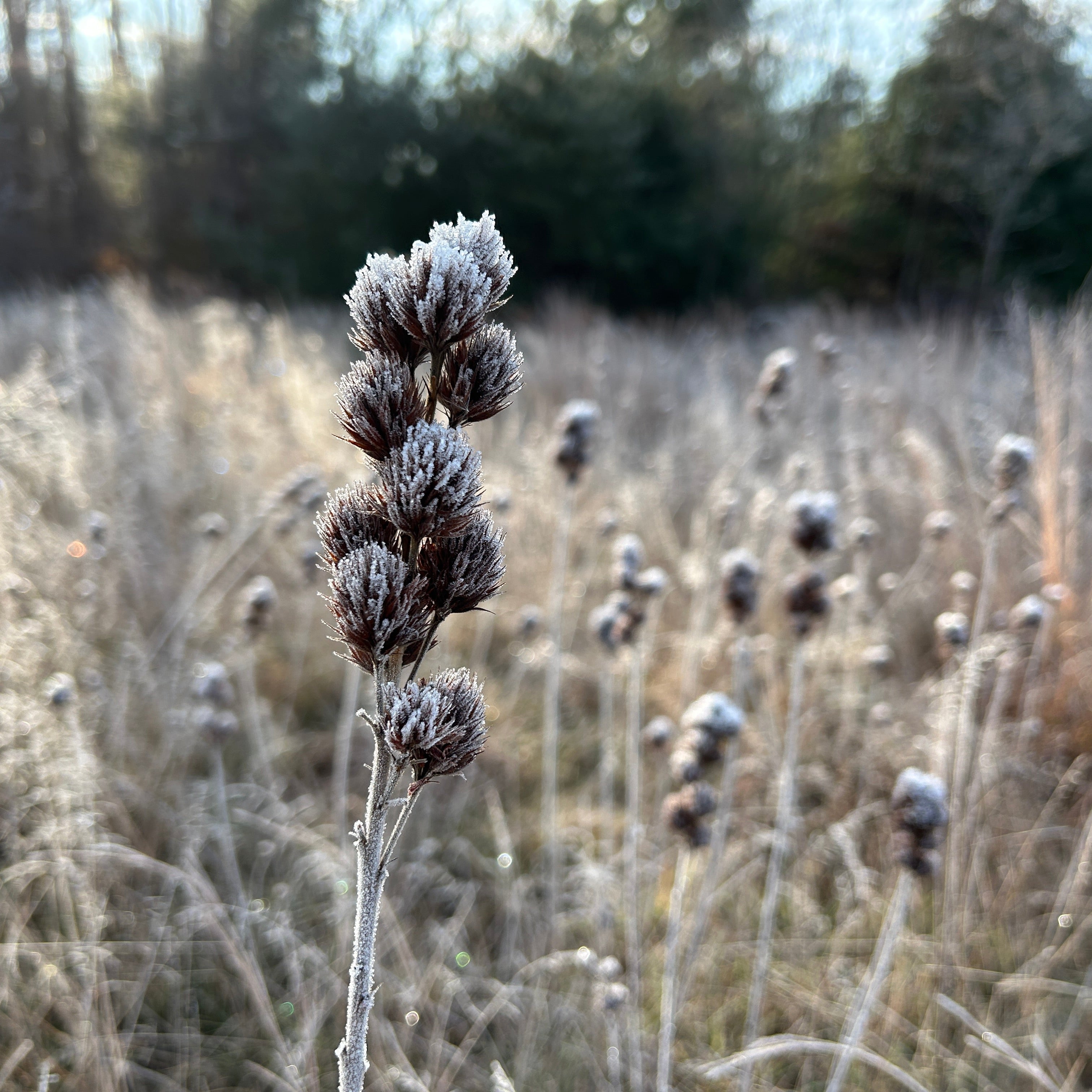 Lespedeza capitata