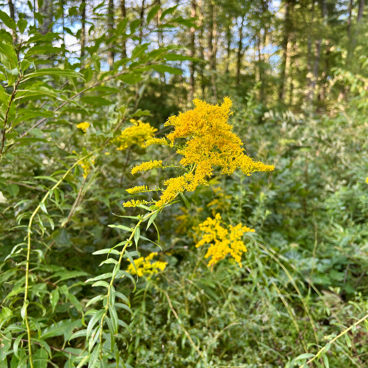 Solidago odora ssp. odora