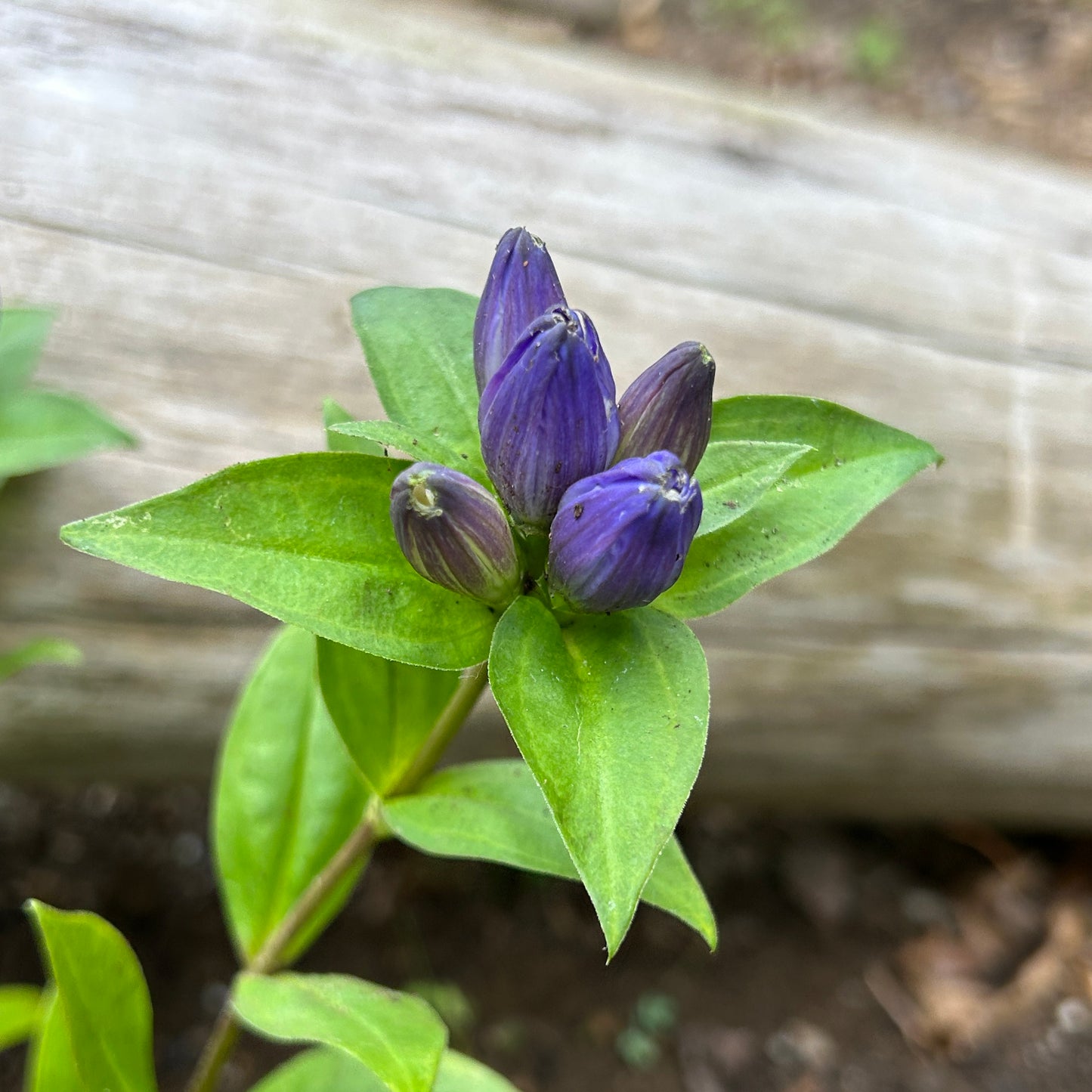 Gentiana clausa