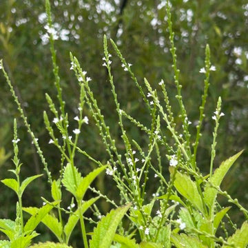 Verbena urticifolia