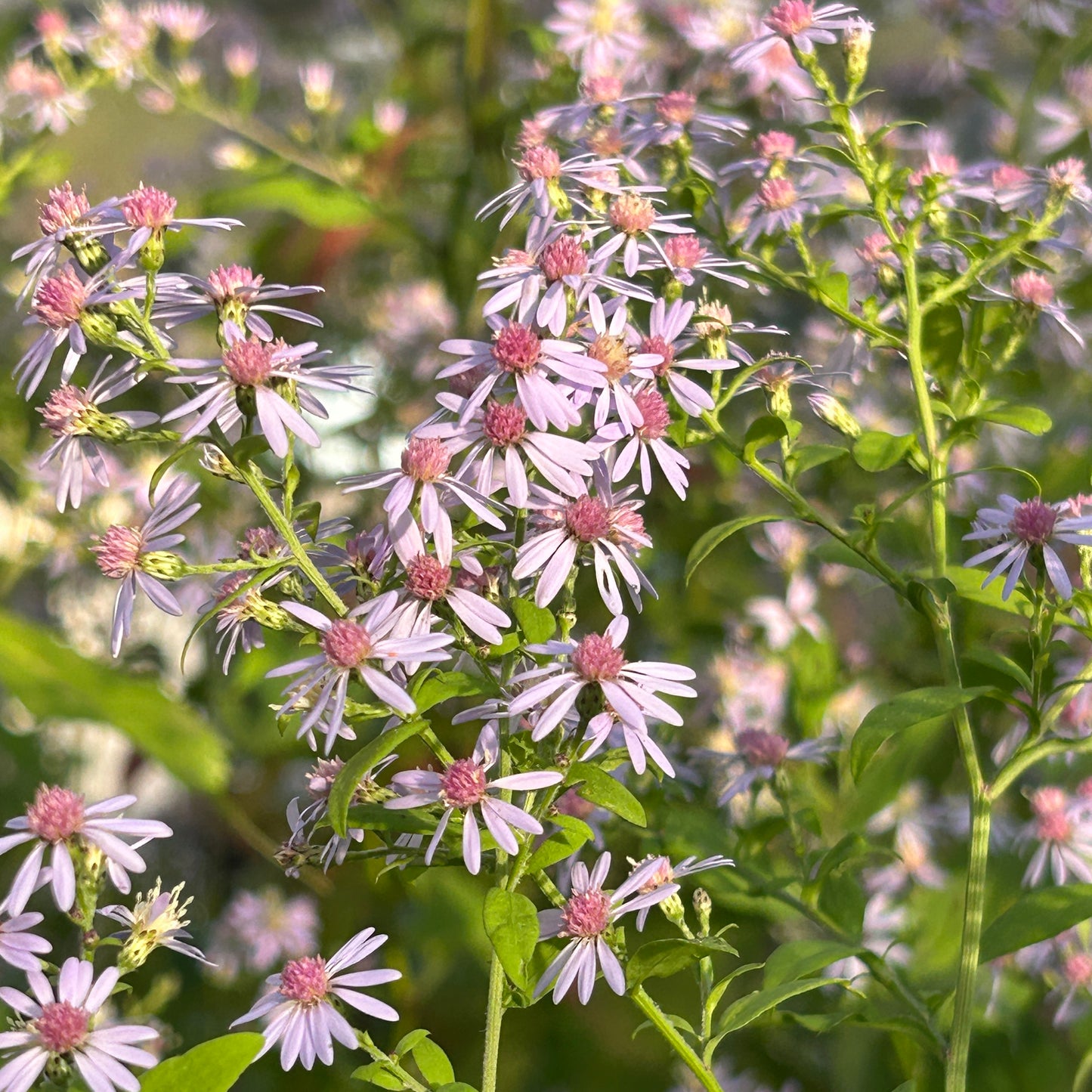 Symphyotrichum cordifolium