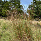 Andropogon gerardii