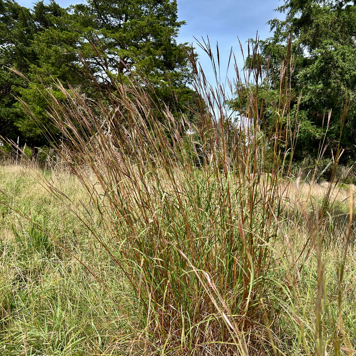 Andropogon gerardii