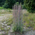 Schizachyrium scoparium