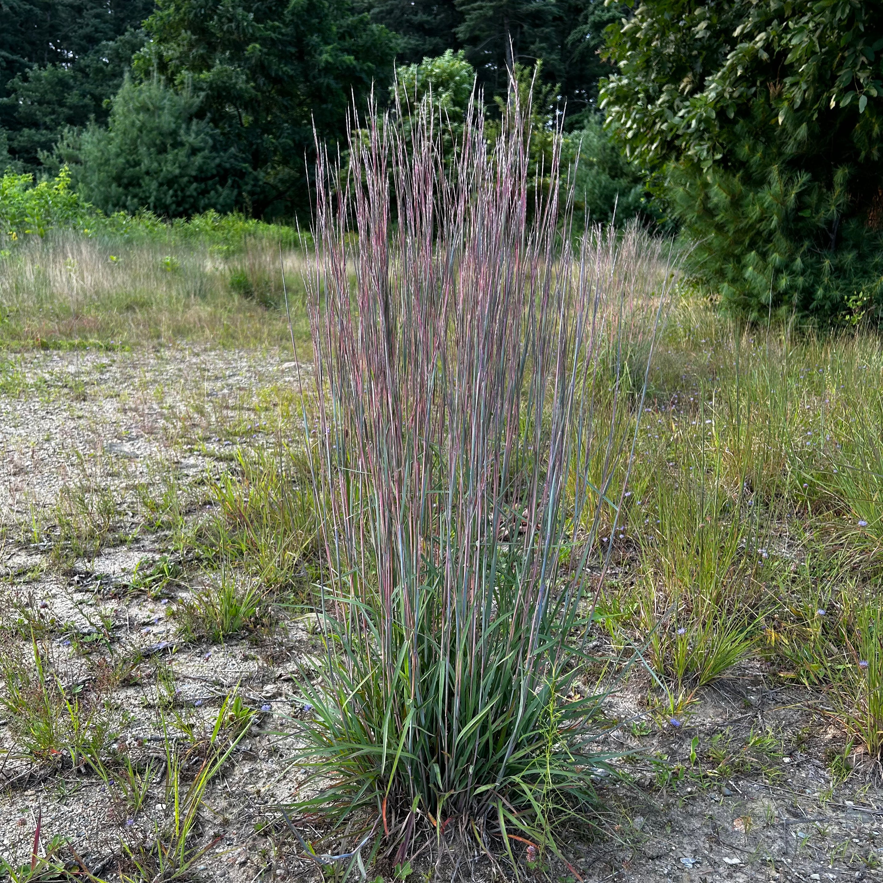 Schizachyrium scoparium