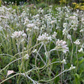 Antennaria plantaginifolia