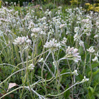 Antennaria plantaginifolia