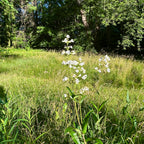 Penstemon digitalis