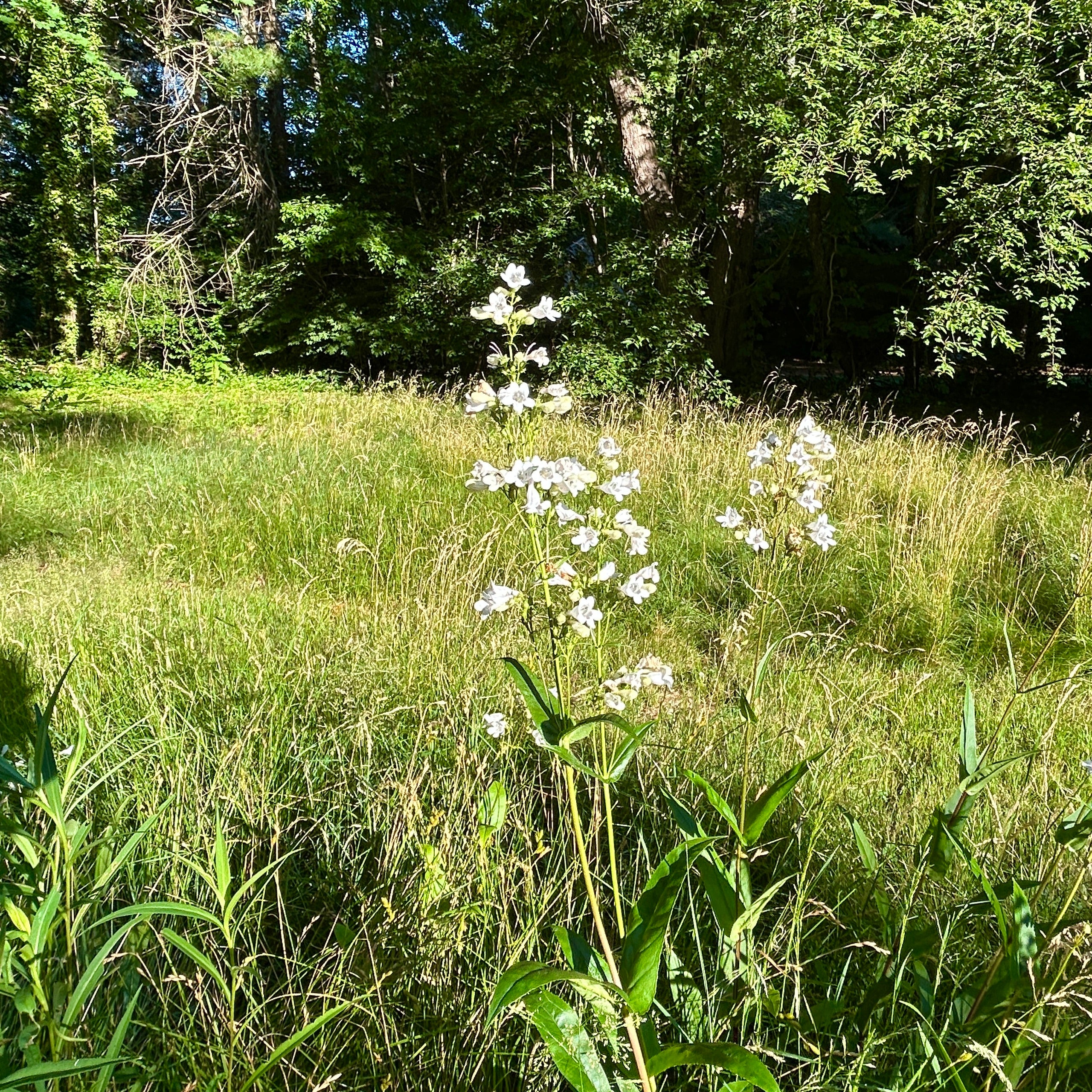 Penstemon digitalis