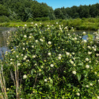 Cephalanthus occidentalis