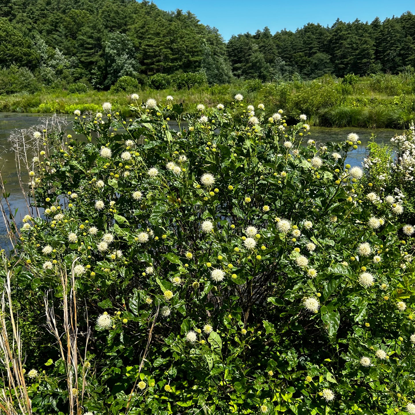 Cephalanthus occidentalis