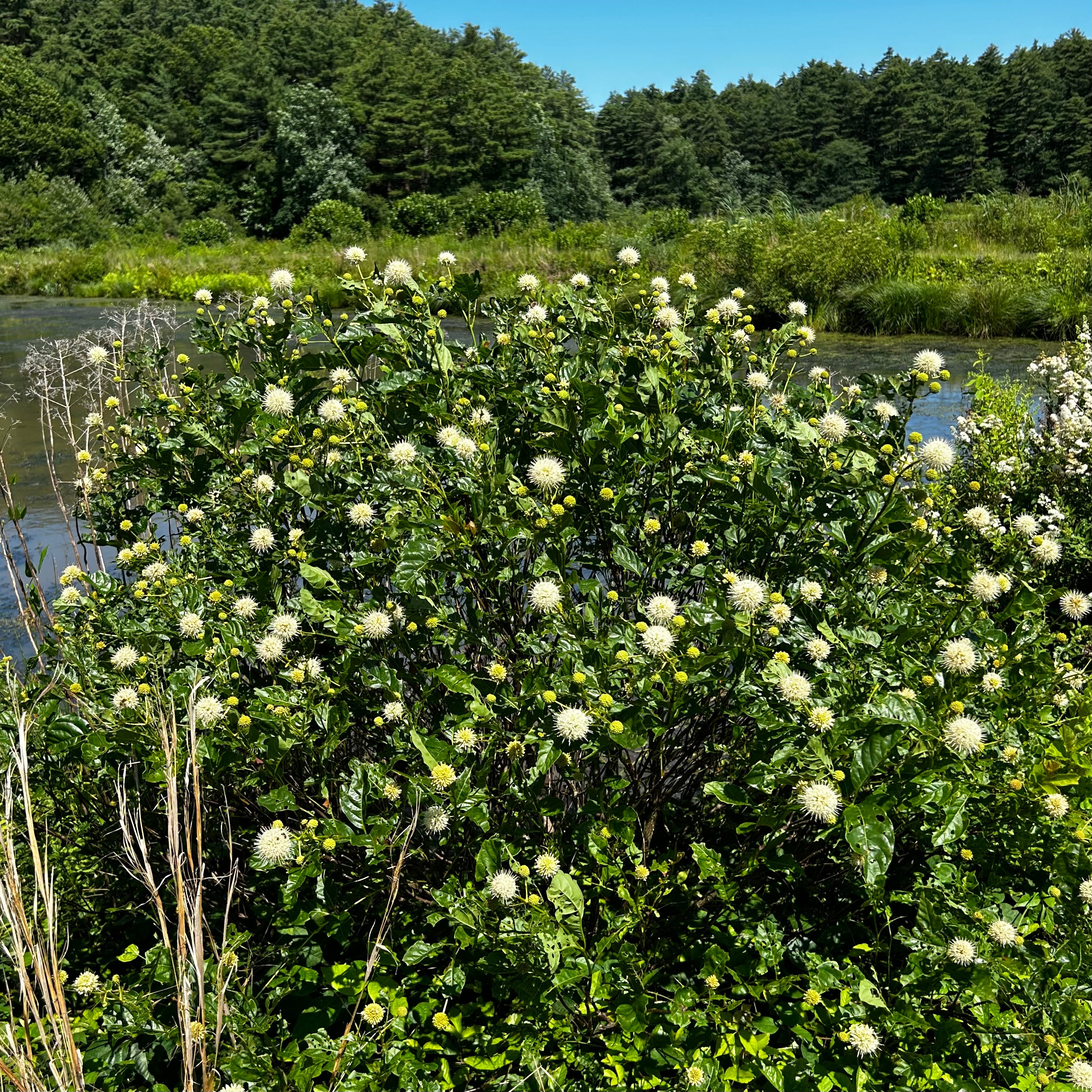 Cephalanthus occidentalis
