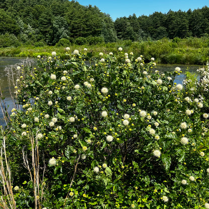 Cephalanthus occidentalis