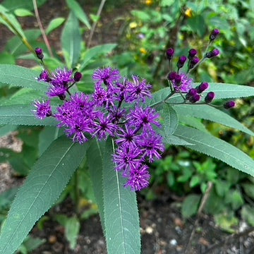 Vernonia noveboracensis