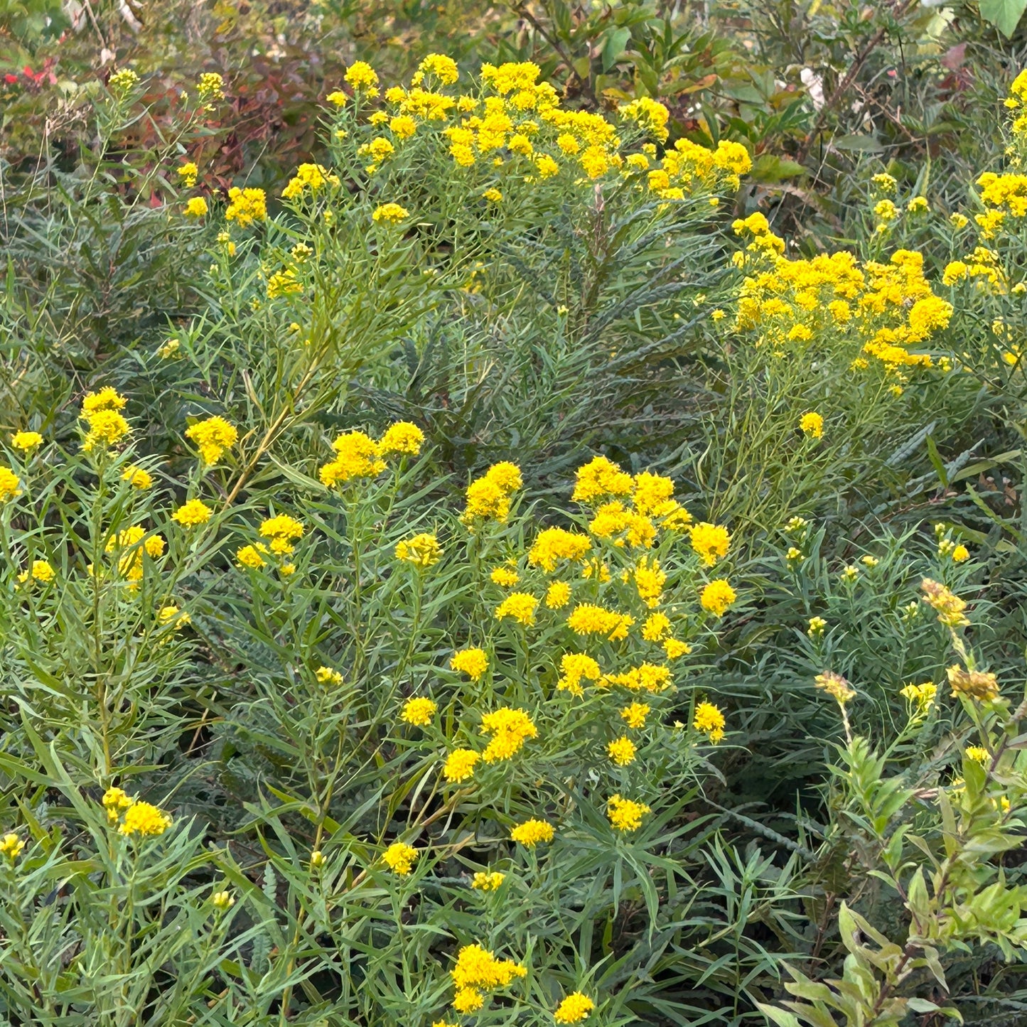 Euthamia graminifolia