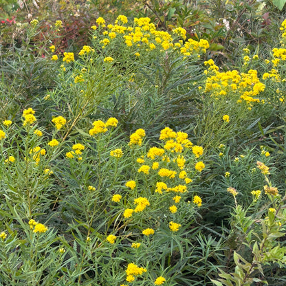 Euthamia graminifolia
