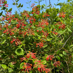 Lonicera sempervirens