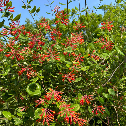 Lonicera sempervirens