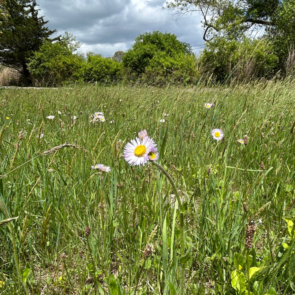 Erigeron pulchellus