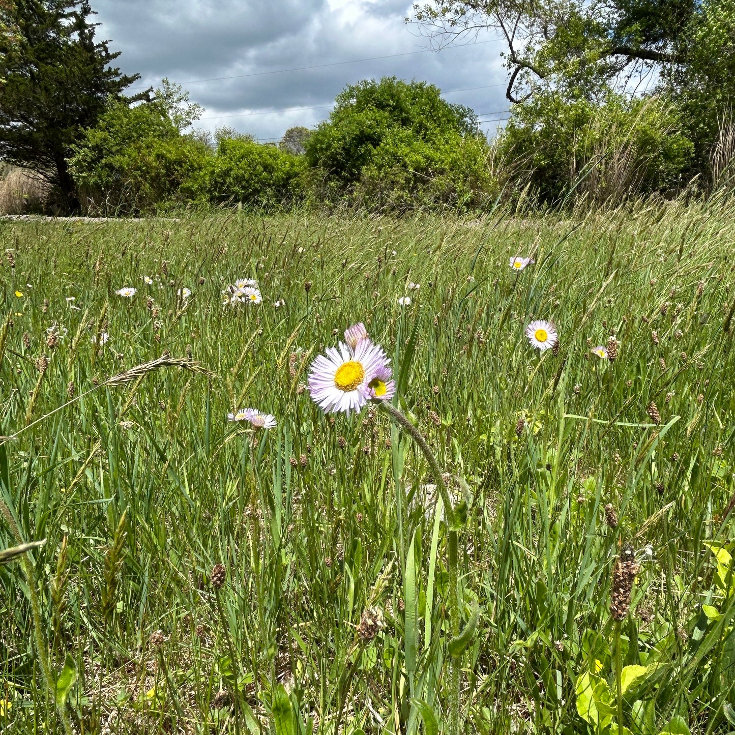 Erigeron pulchellus
