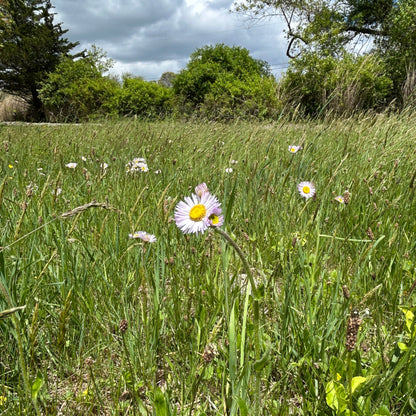 Erigeron pulchellus