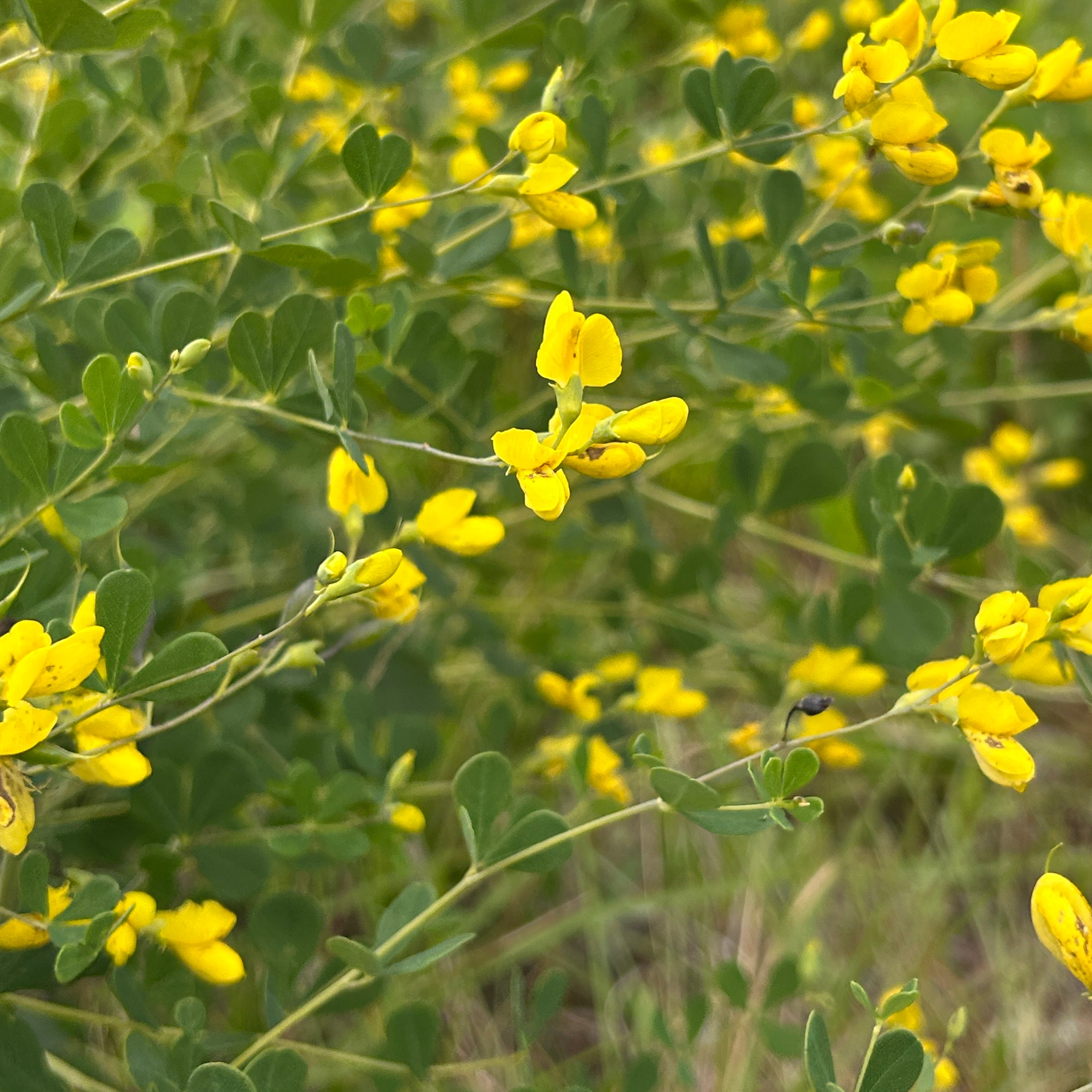 Baptisia tinctoria