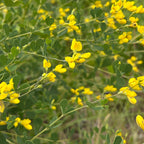 Baptisia tinctoria