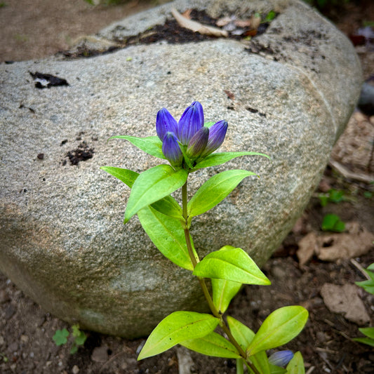 Gentiana clausa