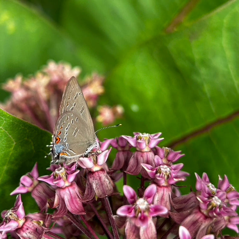 Asclepias syriaca