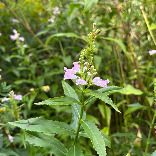 Physostegia virginiana