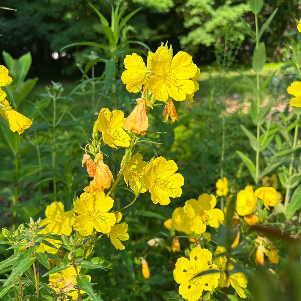 Oenothera fruticosa var. fruticosa