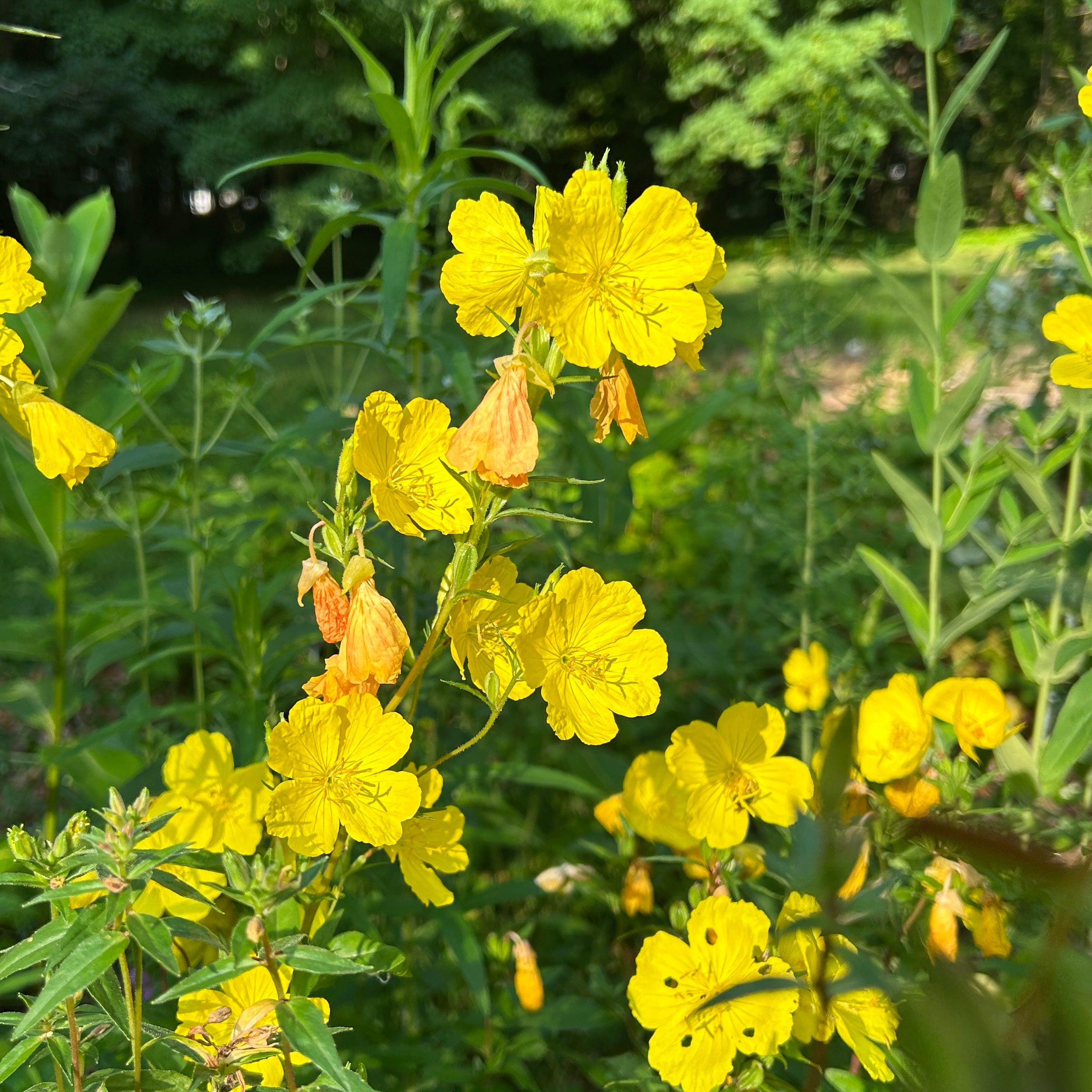 Oenothera fruticosa var. fruticosa