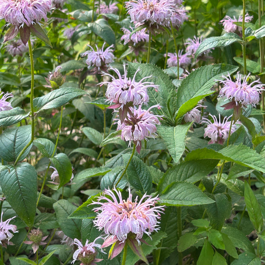 Monarda bradburiana