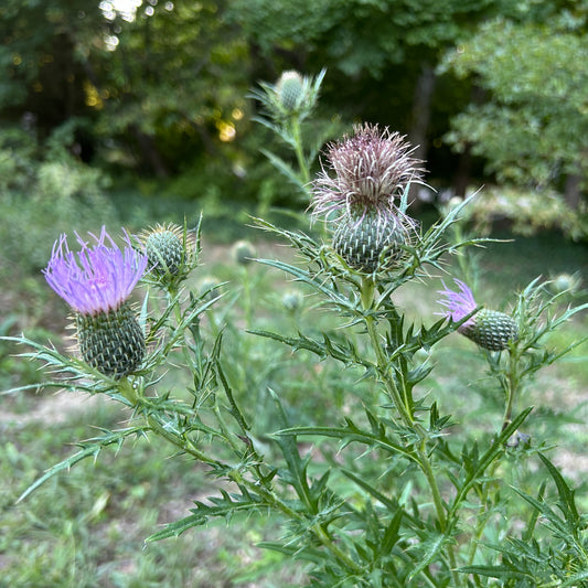 Cirsium discolor