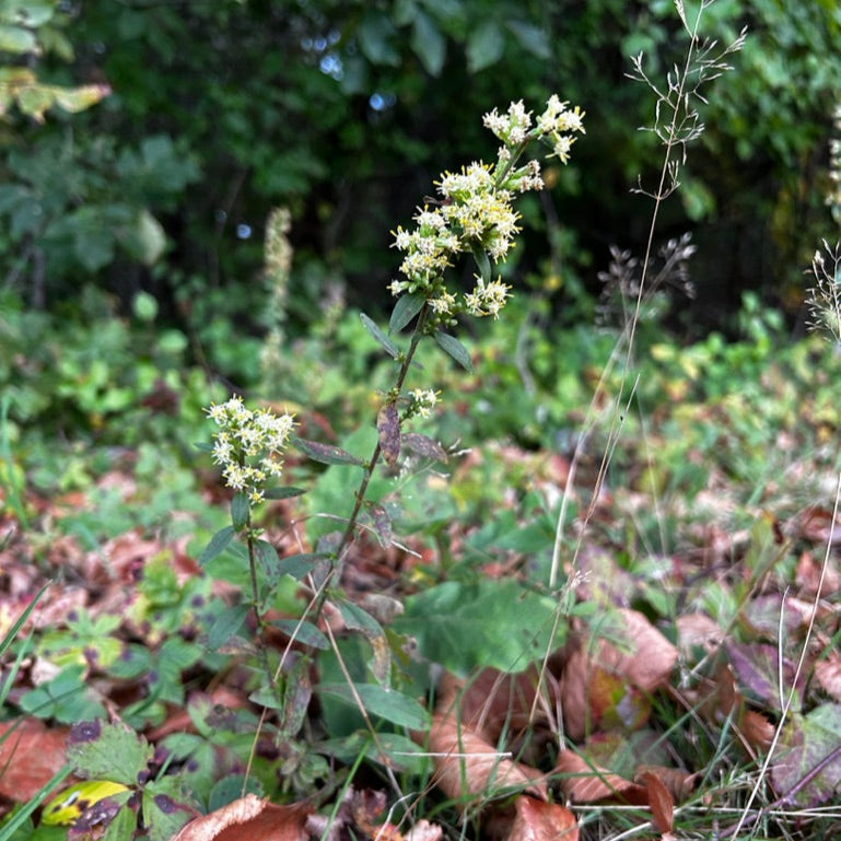 Solidago bicolor