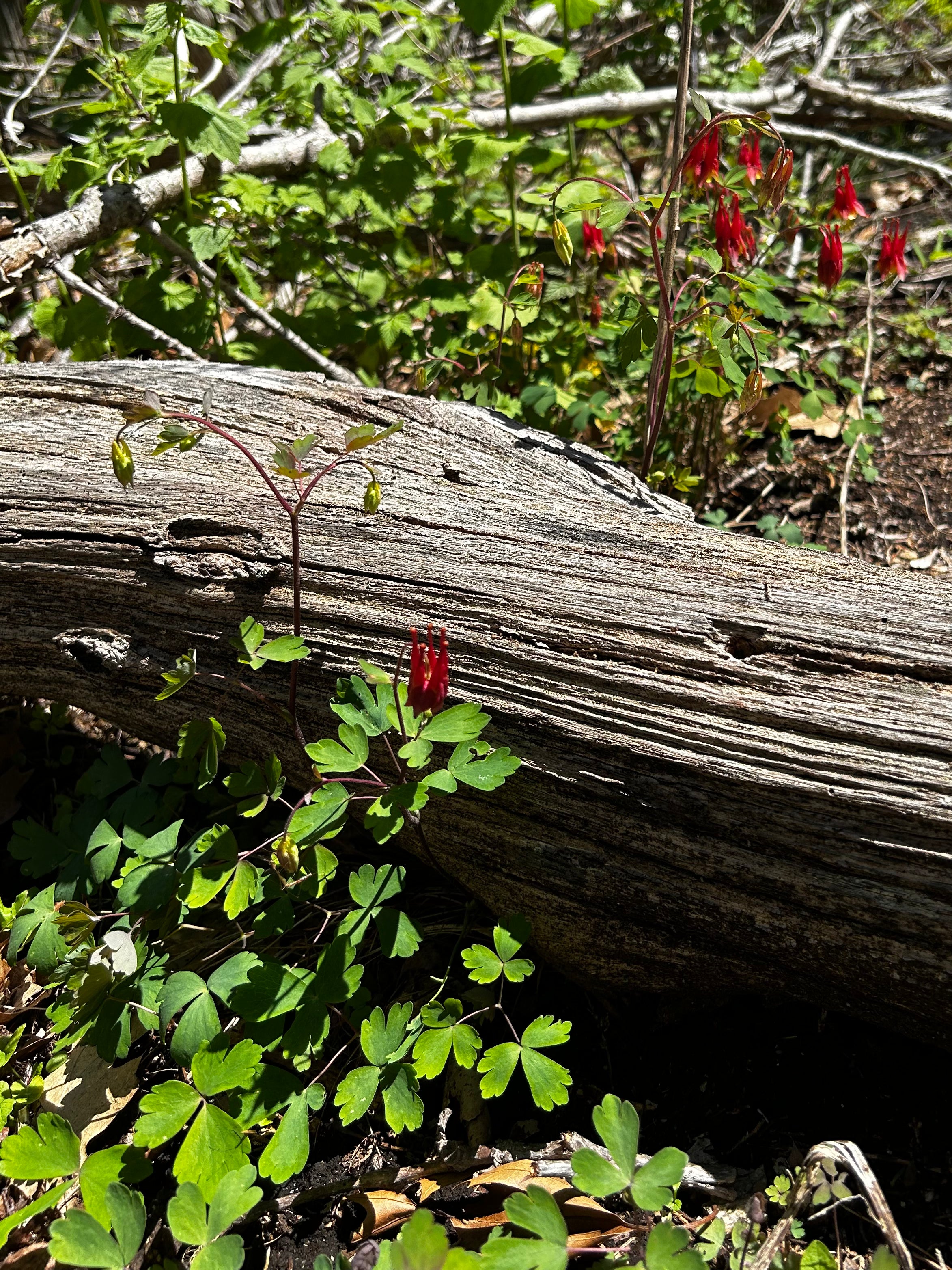 Aquilegia canadensis