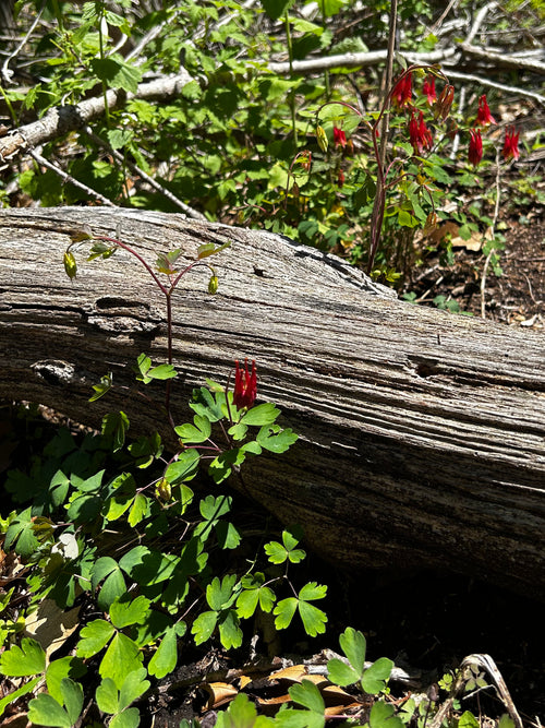 Aquilegia canadensis